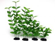 V Шелковое растение 