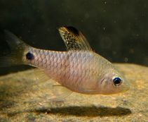 Барбус козуатис купить 2,5-3 см (BH-04)