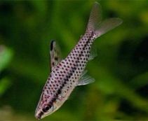 Хилодус купить 3см (DV011)