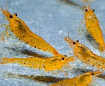 Креветка мандариновый тигр купить