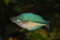 Радужница бирюзовая (меланотения озерная, лакустрица) купить 4-5см