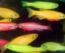 Данио ассорти флуоресцентный купить (золотой зеленый, розовый) 2,5см