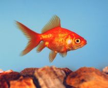 Фантейл красный купить 4-5см (GR 01)