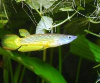 Аплохейлус линеатус золотой купить 3-4см