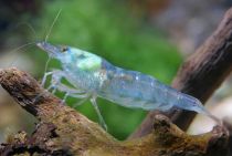 Креветка голубая жемчужина купить