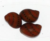 Улитка красная точка 2см купить