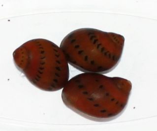 Улитка красная точка 2см купить