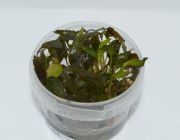 Криптокорина Пётча (TC 33)