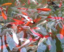 Комета красно-белая купить 30-35 см. (Р-C3035)