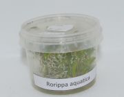 Жерушник водяной (TC 10)