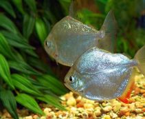 Метинис купить 6,5-7см