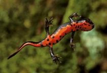 Тритон краснобрюхий (5см) (5221S)