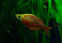 Глоссолепис красный купить 6см (NH061)