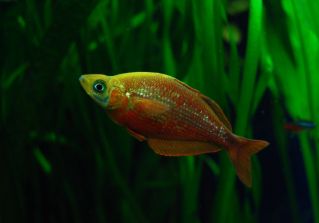 Глоссолепис красный купить 6см (NH061)