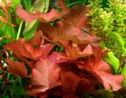 Нимфея красная (клубни) (L127)