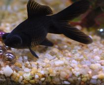 Фантейл черный телескоп купить 4-5см (POP005)