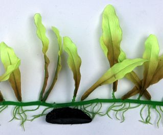 Шелковое растение 