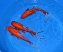 Комета красная купить 20-25см (CRW-25)