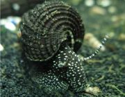 Улитка тиломелания кролик белые точки (UL-A6)