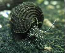 Улитка кролик белые точки 4см купить