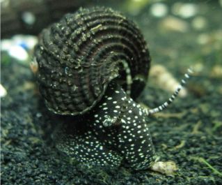 Улитка кролик белые точки 4см купить