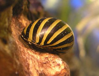 Улитка зебра 2см купить