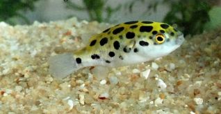 Тетраодон зелёный купить 3см