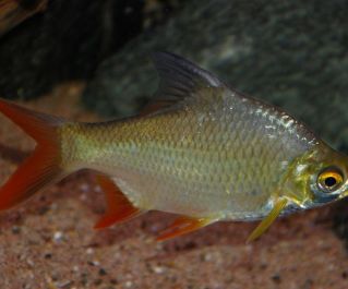 Барбус лещевидный краснохвостый купить