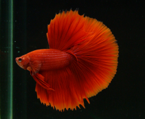 Петушки самцы халф мун красные купить с доставкой