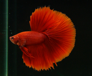 Петушки самцы халф мун красные купить с доставкой