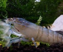 Креветка фильтратор голубая (камерунский фильтратор) купить