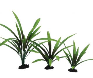 Шелковое растение 