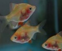 Барбус тигровый краснобрюхий купить 3-3,5см. (BTR)