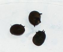 Улитка рогатая 1-1,5см купить