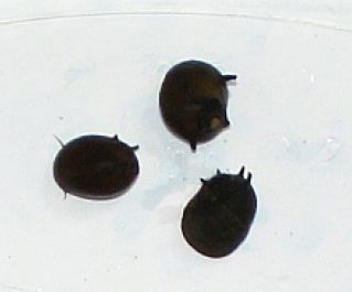 Улитка рогатая 1-1,5см купить