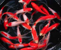 Комета красно-белая 20-25 см купить для пруда в интернет магазине