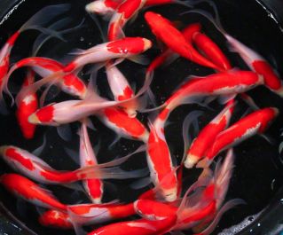 Комета красно-белая 20-25 см купить для пруда в интернет магазине