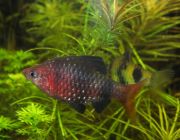 Барбус черный