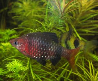 Барбус черный купить с доставкой