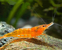 Креветка мандаринка купить с доставкой