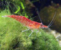 Креветка красная вишня купить с доставкой