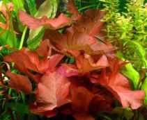 Нимфея красная (клубни) от 20 шт (NR-R20)