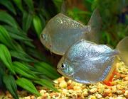 Метинис 4,5-5см