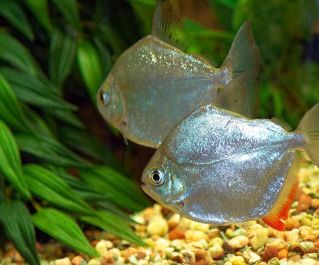 Метинис купить 4,5-5см