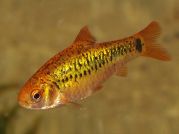 Барбус Шуберта