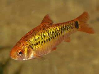 Барбус Шуберта купить