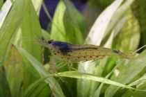 Креветка Амано купить с доставкой