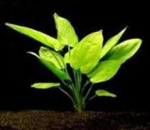 Эхинодорус горизонтальный (пучок) (B049)