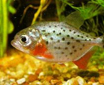 Пиранья хищная купить 3см