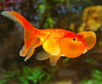 Водяные глазки красные 6-7см купить